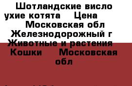 Шотландские висло ухие котята. › Цена ­ 5 000 - Московская обл., Железнодорожный г. Животные и растения » Кошки   . Московская обл.